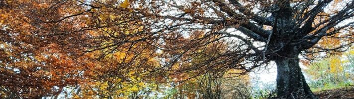 Trekking alla Faggeta di Pianacquadio: foliage nei dintorni di Carpegna